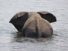 Bathtime in Chobe