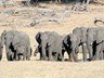 Elephants spotted during a game drive