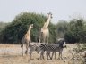 Zebra and giraffe in Chobe (photo - Marg Phelps)