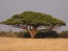 Shady acacia tree in Hwange (photo - Marg Phelps)