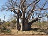 The Big Tree in Victoria Falls National Park