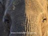 Up close with the giants
