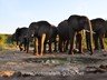 Whole herds of elephants can be seen