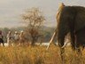 ...as are guided walks and game drives