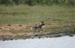 Guided safaris