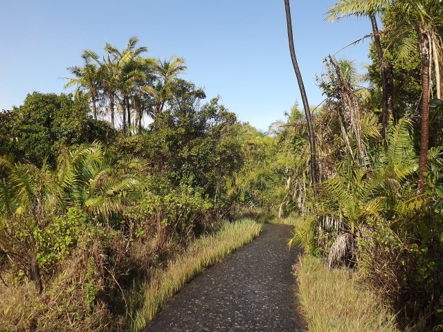 Walkway in the rainforest