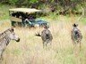 Game drives on the private reserve