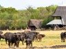 ...such as beautiful buffalo...