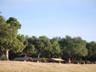 The campsite is well appointed under the shade of the treeline