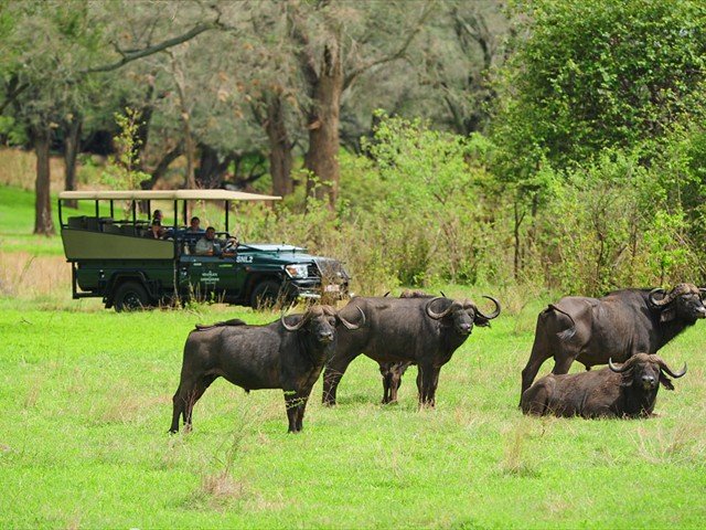 Game drives on the reserve