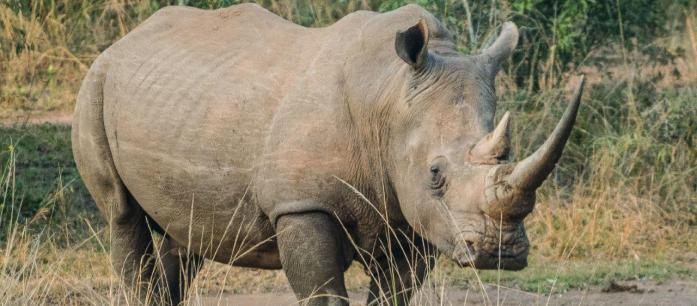 The Big Five - White rhino
