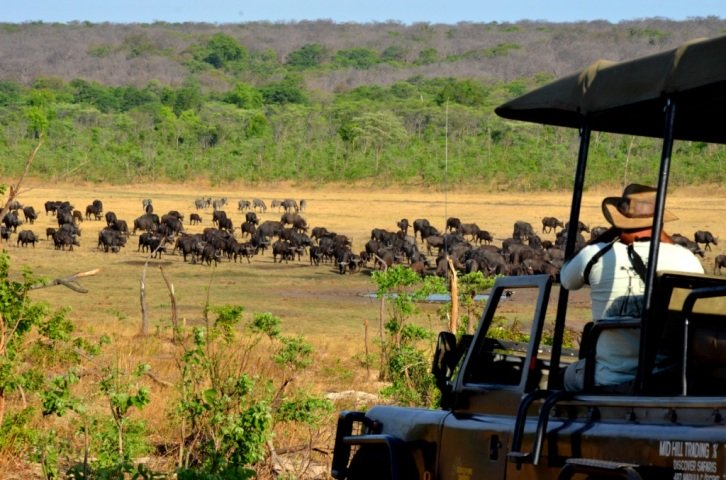 Buffalo seen on a game drive