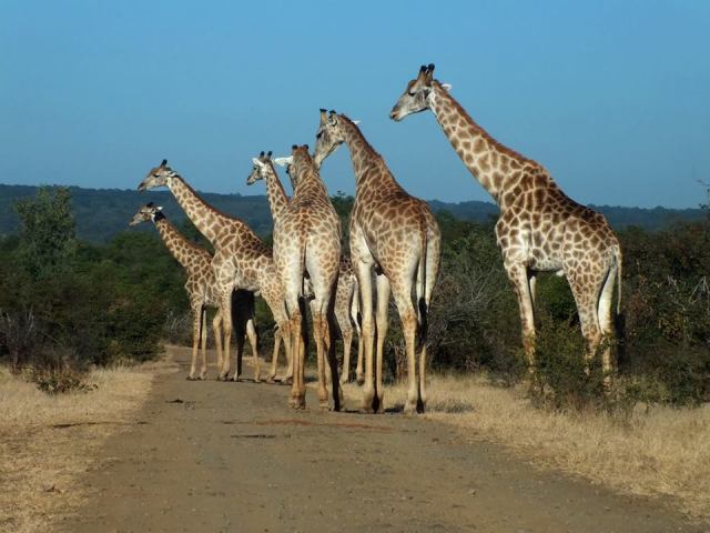 Giraffe crossing in Zambezi National Park