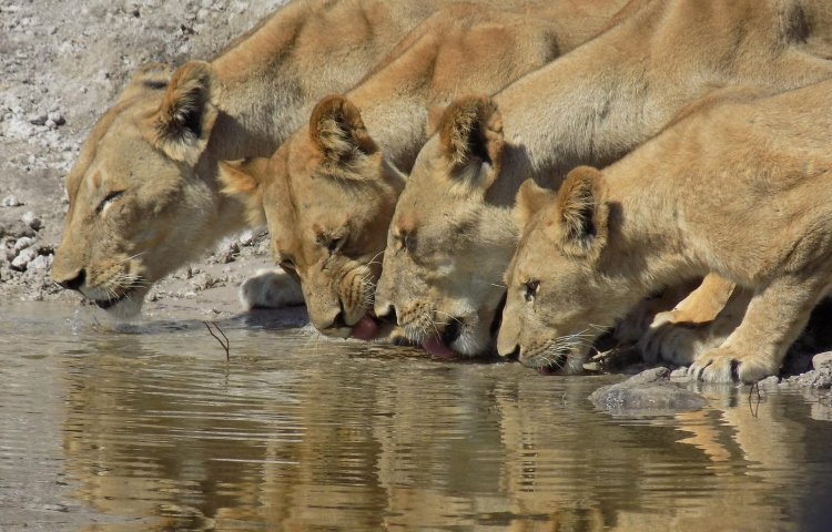 So much to see while on the Chobe River