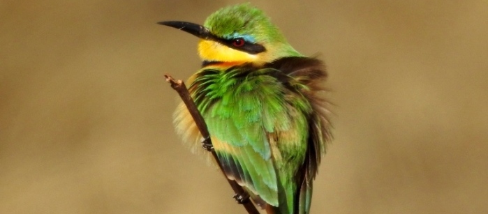 Birding in Zambezi National Park