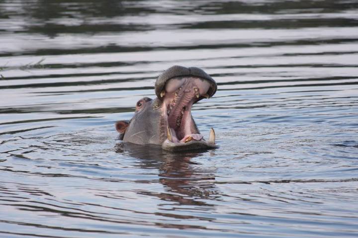 Hippo in the Zambezi River